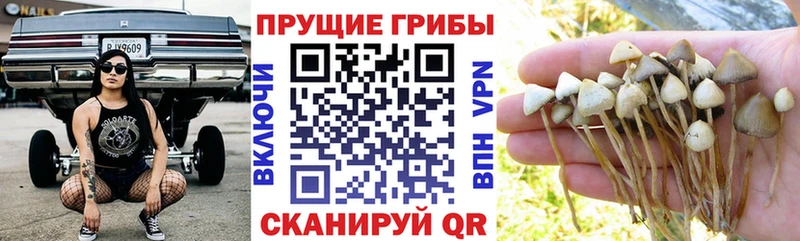 Галлюциногенные грибы Psilocybe  Купить  Давлеканово 